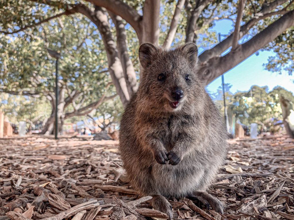 オーストラリア パース 世界一幸せな動物 クオッカ の写真撮影ポイント おーのあゆみ旅 Ooooooayumioooooo